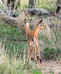Impala
