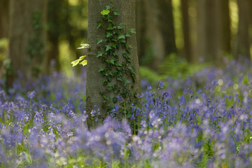 Obraz premium Bluebells
