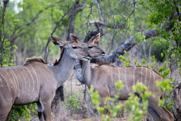 kudu
