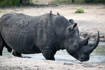 Obraz premium Rhino