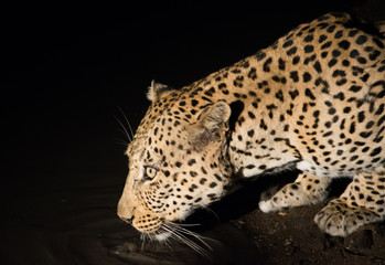 Fototapeta na wymiar Leopard at Nigh