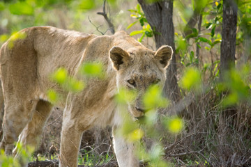 Lion