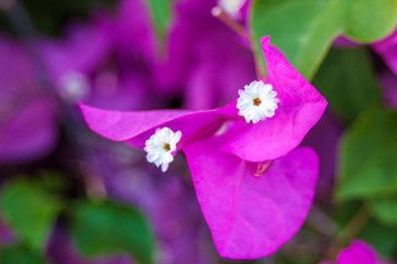 Tender pink phalaenopsis orchid on blurred background. Soft lovely flowers are seen in an artistic composition. Hybrid phalaenopsis, or moth orchid, is the most popular and easy growing orchid