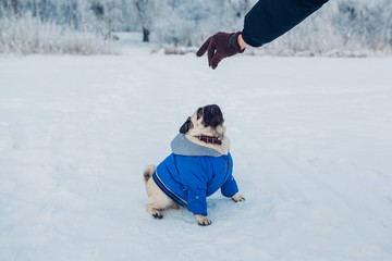 Fototapeta na wymiar Pug dog walking on snow with his master. Puppy looking at food