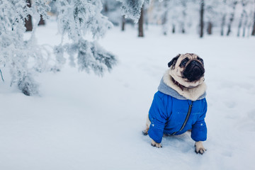 Pug dog walking on snow in park. Puppy wearing winter coat