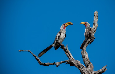 Two Birds