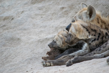 Hyena Den