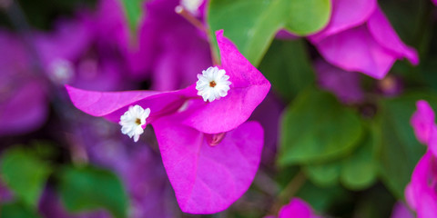 Tender pink phalaenopsis orchid on blurred background. Soft lovely flowers are seen in an artistic composition. Hybrid phalaenopsis, or moth orchid, is the most popular and easy growing orchid