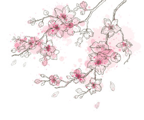Spring sakura flowers blossom art set, hand drawn watercolor style. Cute paint cherry plant vector illustration, isolated on white background. Realistic floral bloom for japanese, chinese holiday card © Olga Che
