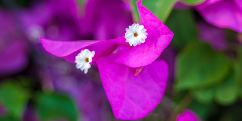 Obraz premium Tender pink phalaenopsis orchid on blurred background. Soft lovely flowers are seen in an artistic composition. Hybrid phalaenopsis, or moth orchid, is the most popular and easy growing orchid