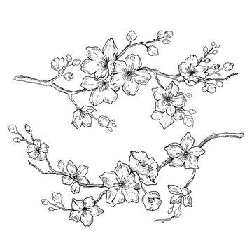 Sakura flowers blossom set, hand drawn line ink style. Cute doodle cherry plant vector illustration, black isolated on white background. Realistic floral bloom for spring japanese or chinese holiday