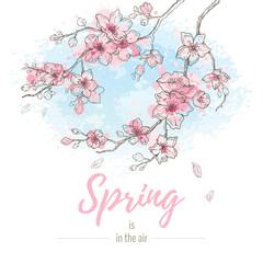 Watercolor spring sakura flowers blossom on sky blue background, hand drawn art set. Cute oriental painted cherry plant. Vector illustration, isolated on white with quote slogan - Spring is in the air © Olga Che