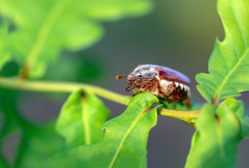 Cockchafer on an oak branch close up