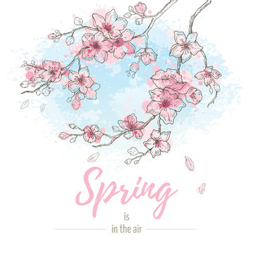 Watercolor spring sakura flowers blossom on sky blue background, hand drawn art set. Cute oriental painted cherry plant. Vector illustration, isolated on white with quote slogan - Spring is in the air