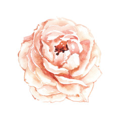 Watercolor hand-painted rose flower petal illustration on white background