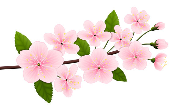 Vector image of a branch of blossoming cherry (sakura). Pink spring flowers with green leaves isolated on white. EPS 10.