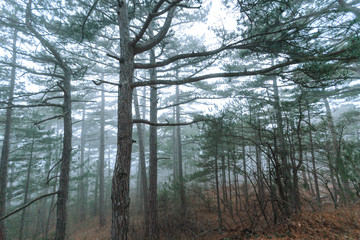 Evergreen conifers, shrouded in mist in a picturesque landscape.