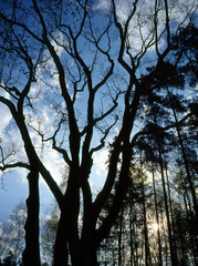 Roztocze National Park, Poland