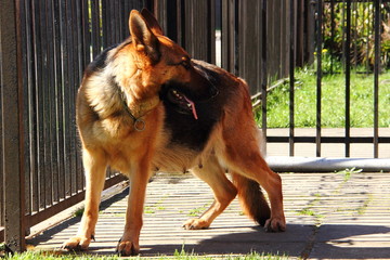 german shepherd