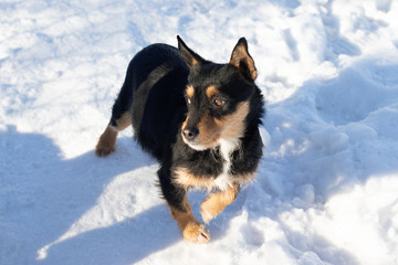 Street black dog in snowy day. 