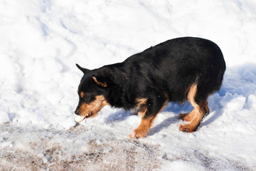 Street black dog in snowy day. 