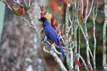 gralha azul blue bird