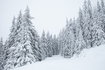 Beautiful spruce forest winter mountain landscape in Romania