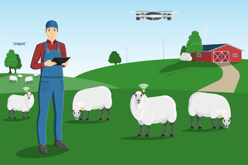 Obraz na płótnie Canvas A farmer with a computer tablet is grazing a herd of sheep on a smart farm. 