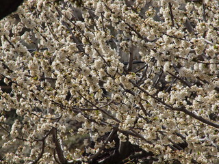 Cerezo en Flor en el Valle del Jerte