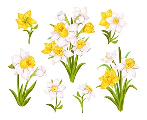 Set of beautiful narcissus flowers for cards, posters, textile etc. Cartoon narcissus vector illustration