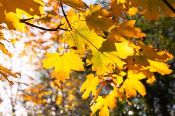 Fototapeta na wymiar Herbst, die Blätter werden bunt und verfärben sich