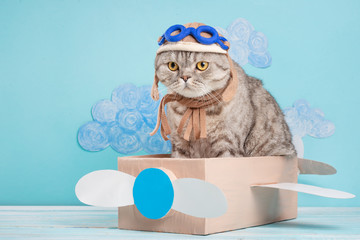 The cat sits a cute pilot Sedit aviator in a paper plane, a Scottish Whiskas in a mask and goggles...