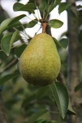 pear on tree