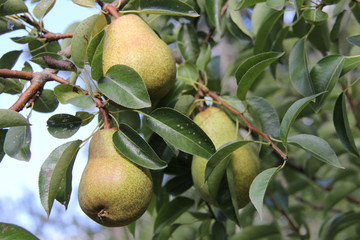 pear on tree