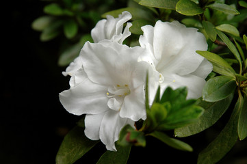 white flower in garden