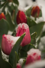 red tulips with snow