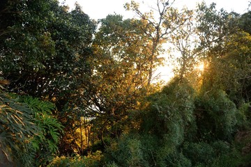 Tree foliage on Cerro El Avila (Waraira Repano) - Caracas