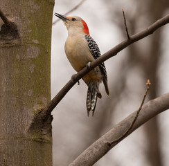 red-bellied woodpecker calls in spring