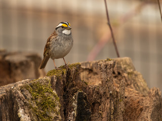 white-throated sparrow perches on stump