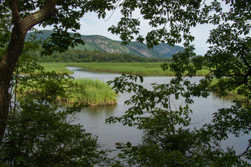 river marsh framed by forest branches