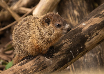 juvenile groundhog rests on log