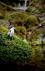 Grey heron or stork settled in a park in Kyoto, Japan