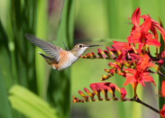 A Rufous Hummingbird (Selasphorus rufus) hovering near red crocosmia flowers