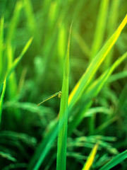 grasshopper on  grass