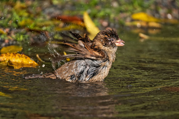 house sparrow taking a bath in a puddle of rainwater