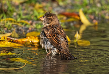 house sparrow taking a bath in a puddle of rainwater