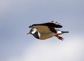 close-up of flying lapwing on a summer day