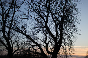 Fototapeta na wymiar View of branches of trees at sunset.