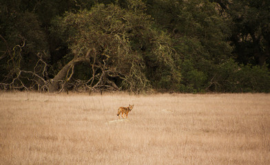 Solitary Coyote in the Short Grass