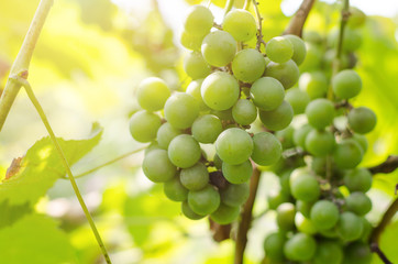 Bunch of ripening green grapes in sunlight